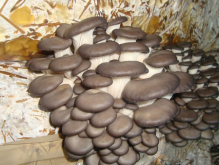 גידול פטריות צדפות בבית למתחילים