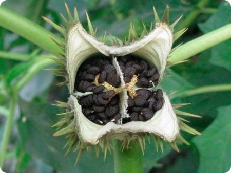 Снимка и описание на цветя Datura