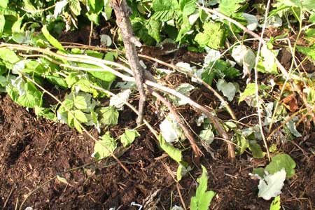 Hoe frambozen voor te bereiden op de winter in de buitenwijken