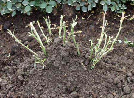 Cách chuẩn bị hoa hồng ở vùng ngoại ô cho mùa đông