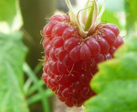 malina-gusar-opisanie-sorta-foto