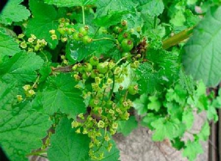 smorodina-vesennij-uxod-I-Борба-S-boleznyami-I-vreditelyami_maxrovost