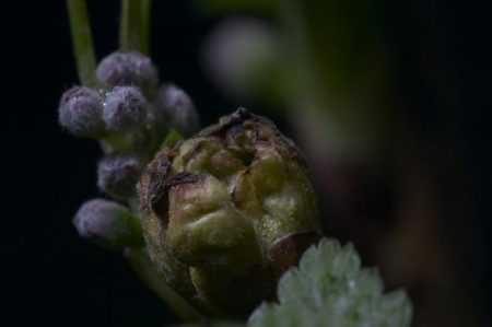 smorodina-vesennij-uxod-I-Борба-S-boleznyami-I-vreditelyami_pochkovoj-kleshh