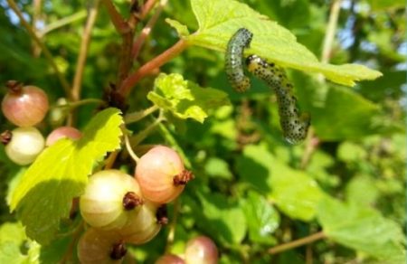 smorodina-vesennij-uxod-I-Борба-S-boleznyami-I-vreditelyami_pyadenica