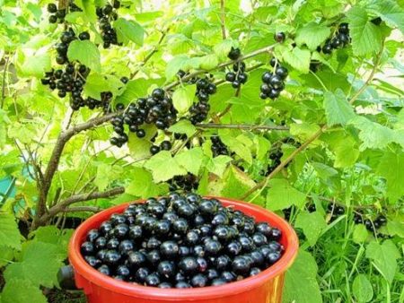 smorodina-uxoda-vesnoj-I-Борба-S-boleznyami-I-vreditelyami