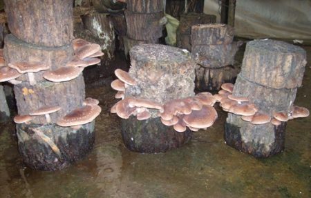 גידול פטריות צדפות בבית למתחילים