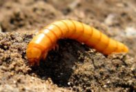 Жицата в картофи, как да се отървем от есента