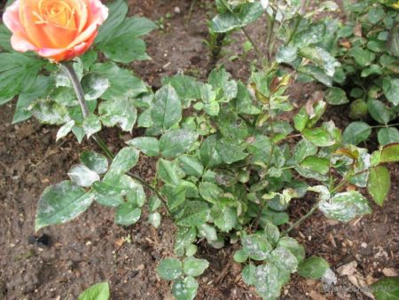 powdery mildew roses