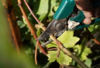 Collita de talls de raïm a la tardor i emmagatzematge