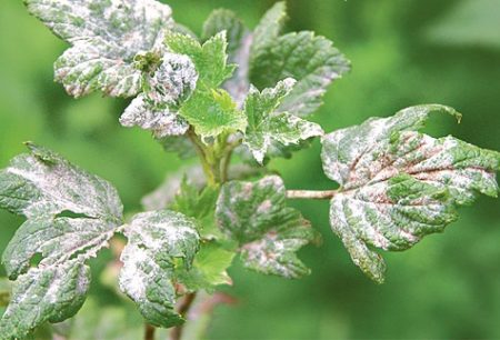 Брашнеста мана