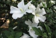 снимка градина с хибискус