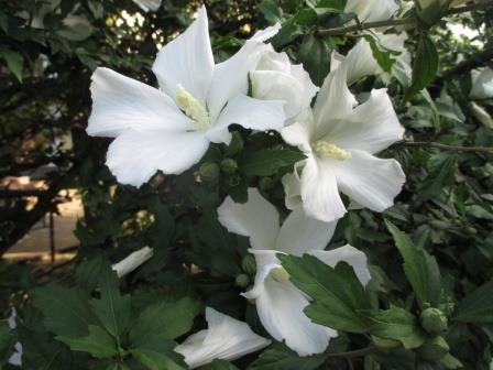 снимка градина с хибискус