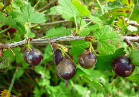 Брашнеста мана върху касис