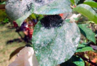 miltelių spalvos rožė ant rožių