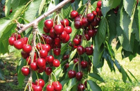 нещо такова-cereshni