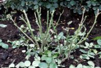 Трябва ли да беря листа от роза преди подслон за зимата