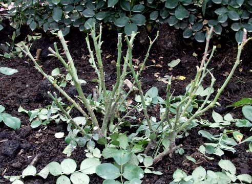 Do I need to pick leaves off a rose before shelter for the winter