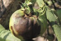 Обработка на оранжерии, изработени от поликарбонат през есента от късната фаза