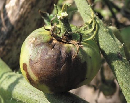 Verwerking van kassen uit polycarbonaat in de herfst vanaf late vloek