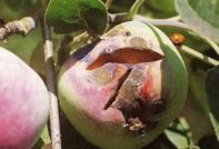 Крастата по ябълки е опасна за хората