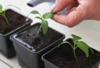 Кога да засадите черен пипер за разсад през 2017 г.