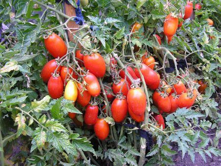 Tomato Silver Spruce: đánh giá, hình ảnh, mô tả và mô tả về sự đa dạng