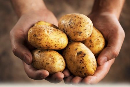 Potato Luck: description and characteristics of the variety, photos, reviews