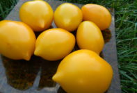 פלא העגבניות של העולם: מאפיינים ותיאור המגוון, תמונה, ביקורות