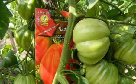 Tomatenpuzata-hut: beoordelingen, foto's, opbrengst, kenmerken en beschrijving van de variëteit