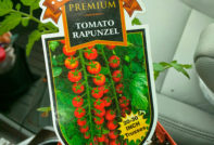 עגבניות רפונזל: תיאור מגוון, ביקורות, תמונות, תשואה