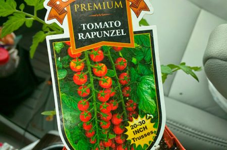 Tomaten Rapunzel: rasbeschrijving, beoordelingen, foto's, opbrengst