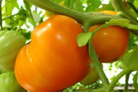 Tomato Orange heart: đặc điểm và mô tả về sự đa dạng, đánh giá