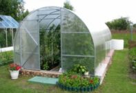 хранене на краставици в оранжерия