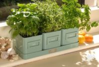 Отглеждане на зеленина у дома на перваза на прозореца