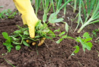 премахване на плевели