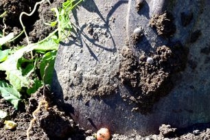 potato digging shovel