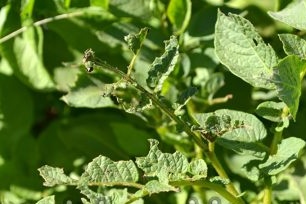 How and when to dig potatoes correctly