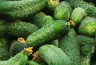 реколта от краставици