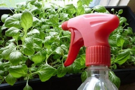 как се хранят петунии