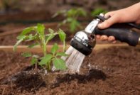 поливане на домати в корена