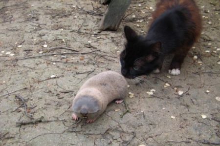 The cat can hunt for mole rats and moles.