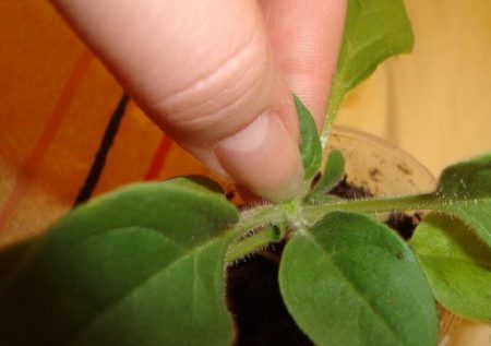 време за прищипване