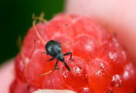 малини и вредители