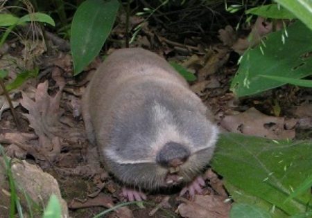 Mole-like animal
