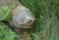 Конни молци