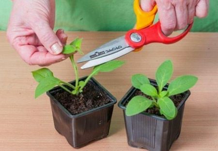 храстова петуния