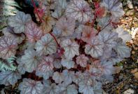 giàu hơn trong vườn hoa