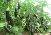 Grow in the greenhouse