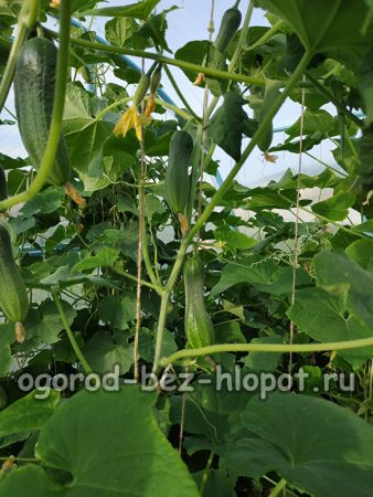 cucumbers in the garden