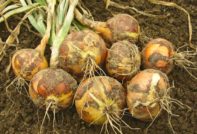 прибиране на реколтата